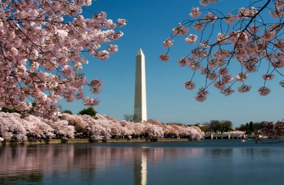 DC-Cherry-Blossoms